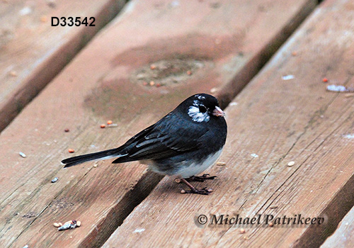 Dark-eyed Junco (Junco hyemalis)